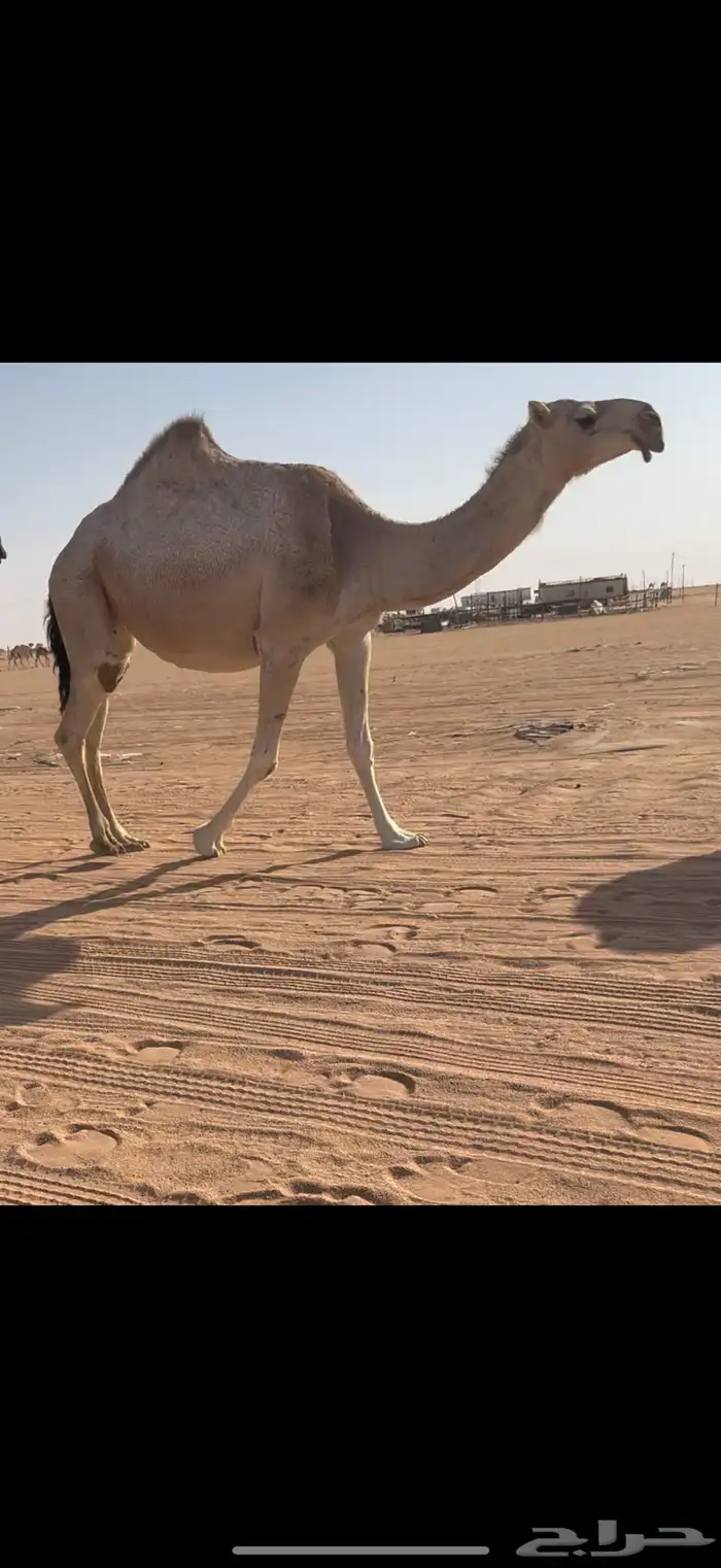لقحه حمرا 3