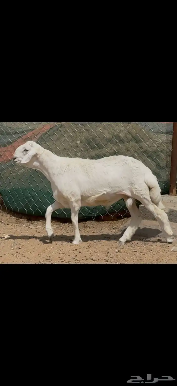 مشروع فحل فاخر صنف الصنف 0