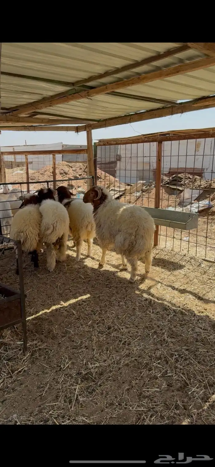 ذبايح ذبيحه نعيمي حري تيوس يوجد تمارا 1