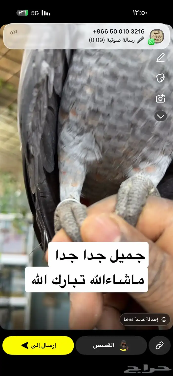 كاسكو هولندي مميز 0