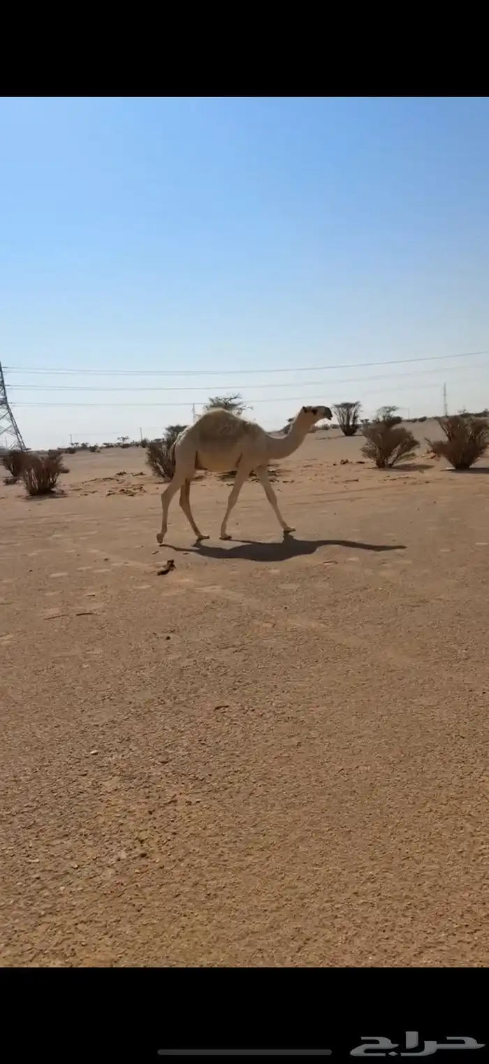 قعود 0