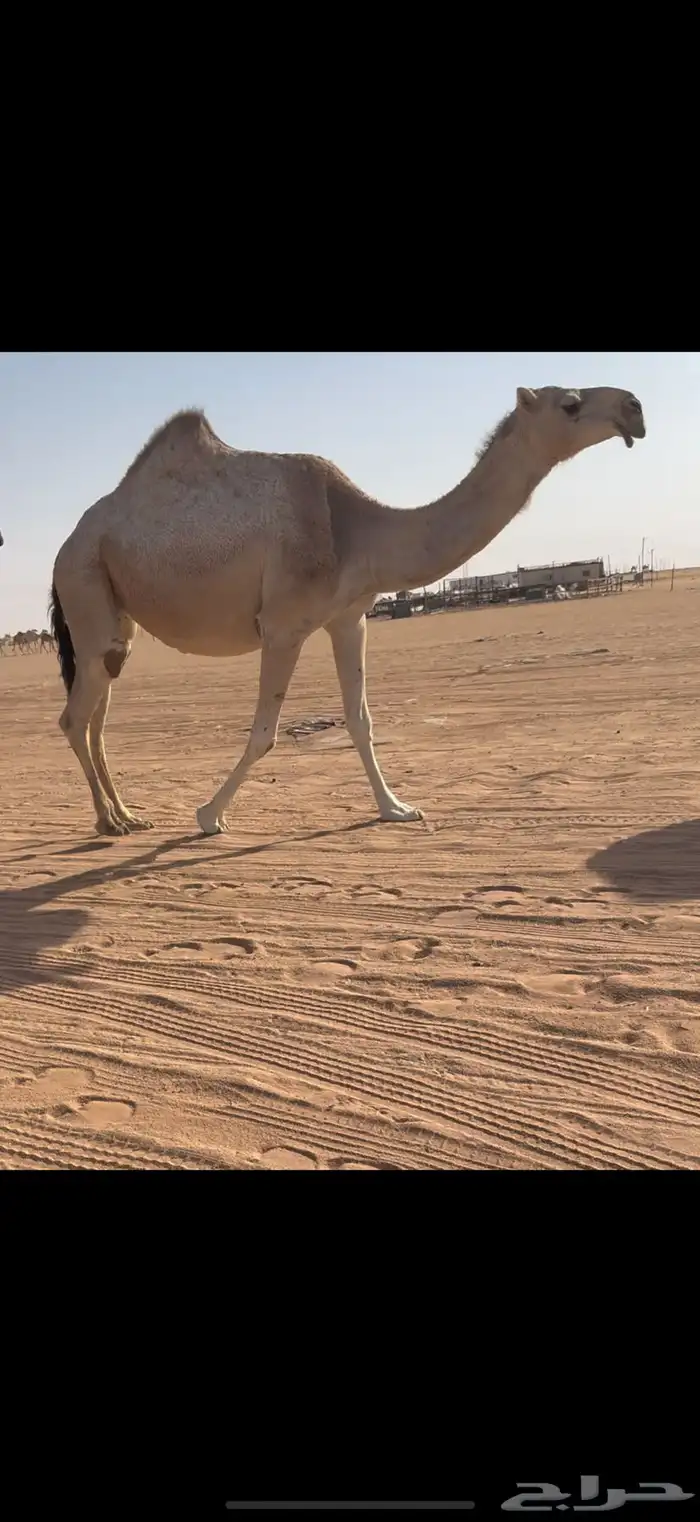 لقحه حمرا 4