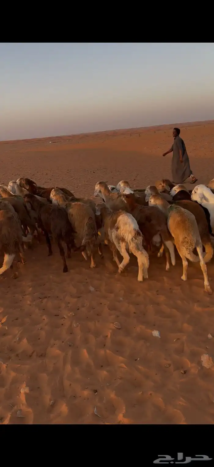 سواكن ربط جاهز شرط النظافة والصحة 5