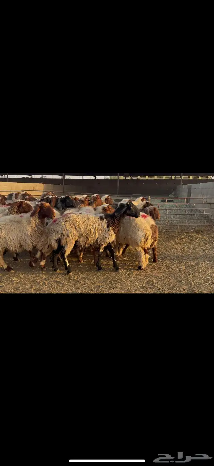 غنم نعيم دفيع مقاني 1