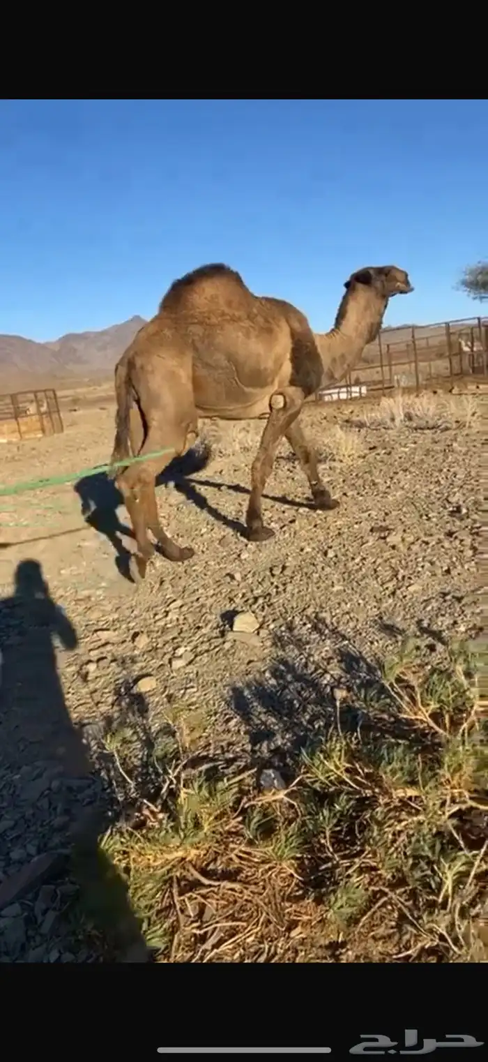 جمل مزاين اصفر طيب شكله للبيع 0