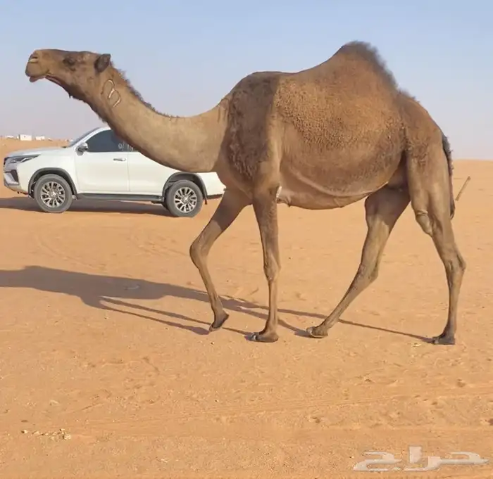 لقحه ملاقي 1