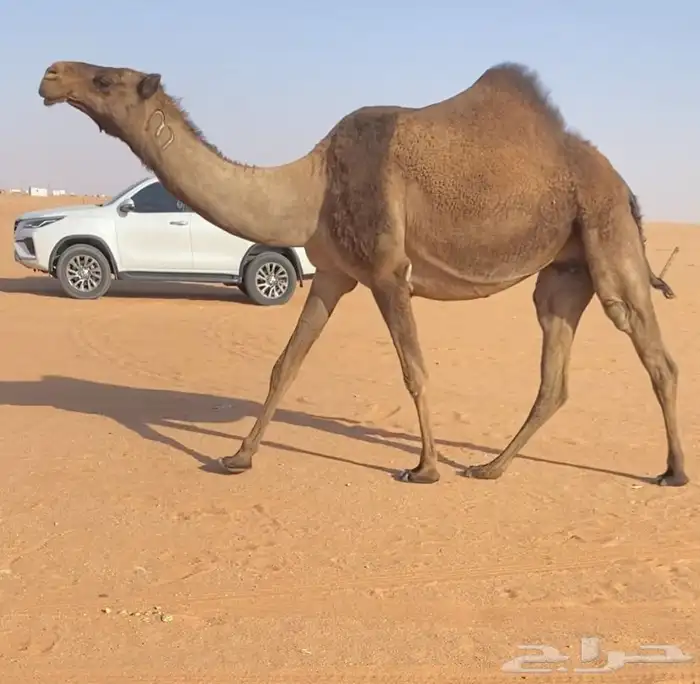 لقحه ملاقي 0