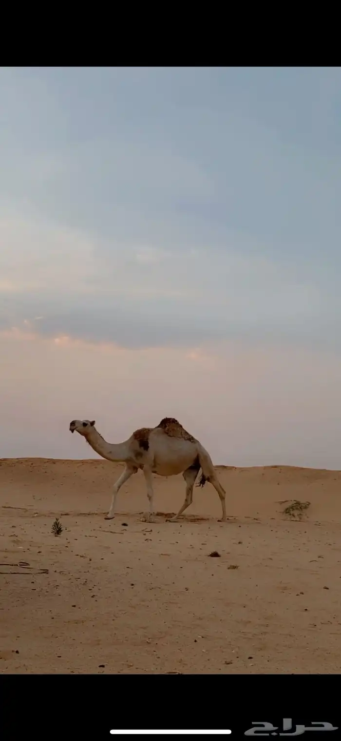 ابل مراح واحد 6