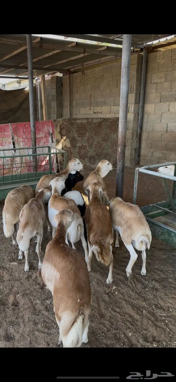 ذبايح رفيدي جذعان الخرج 5
