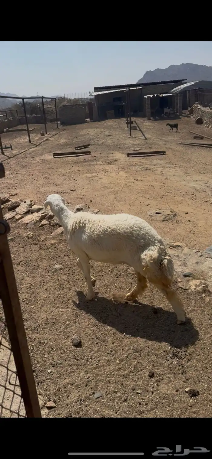 رخله جذعه صنف   تم البيع 1
