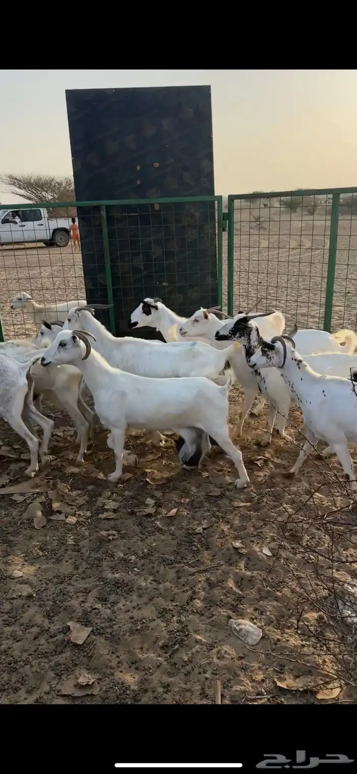 معزا بيشيات طيبة 0