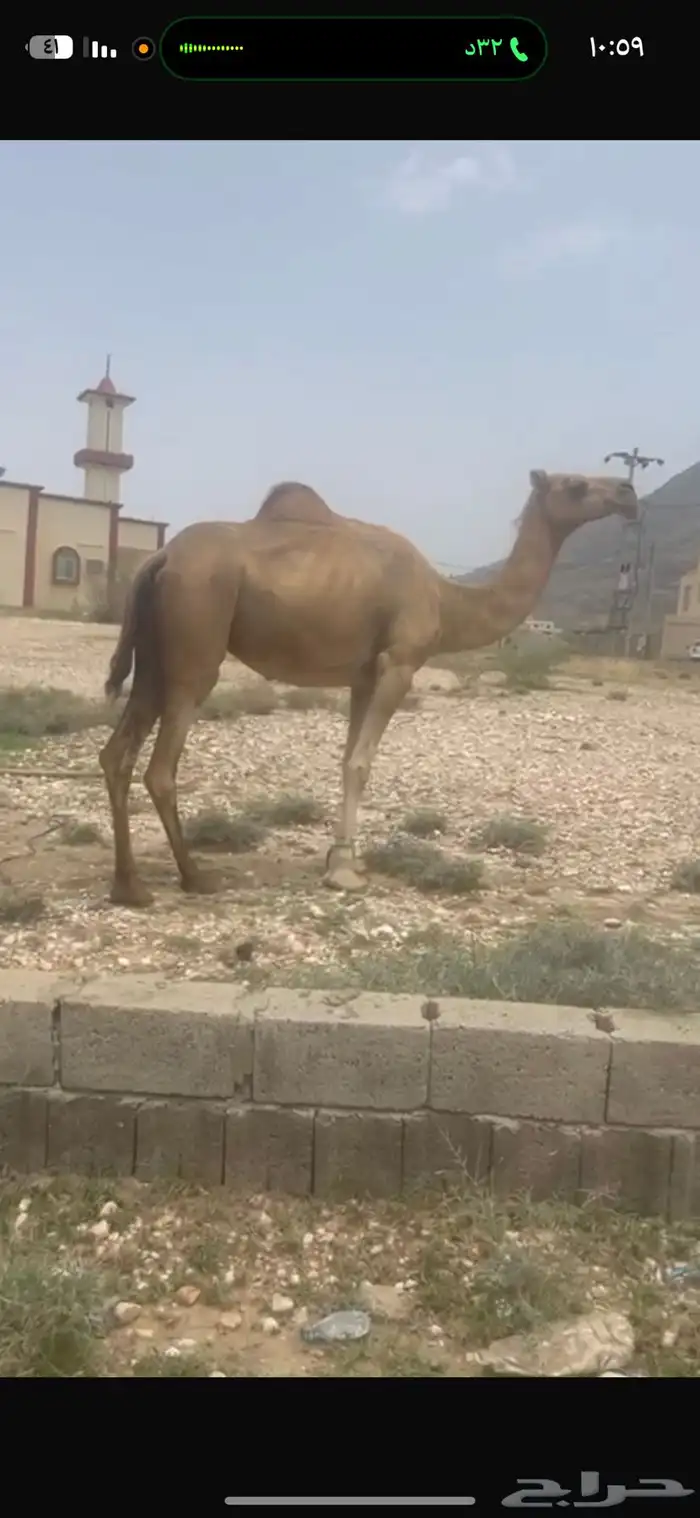 للبيع 0