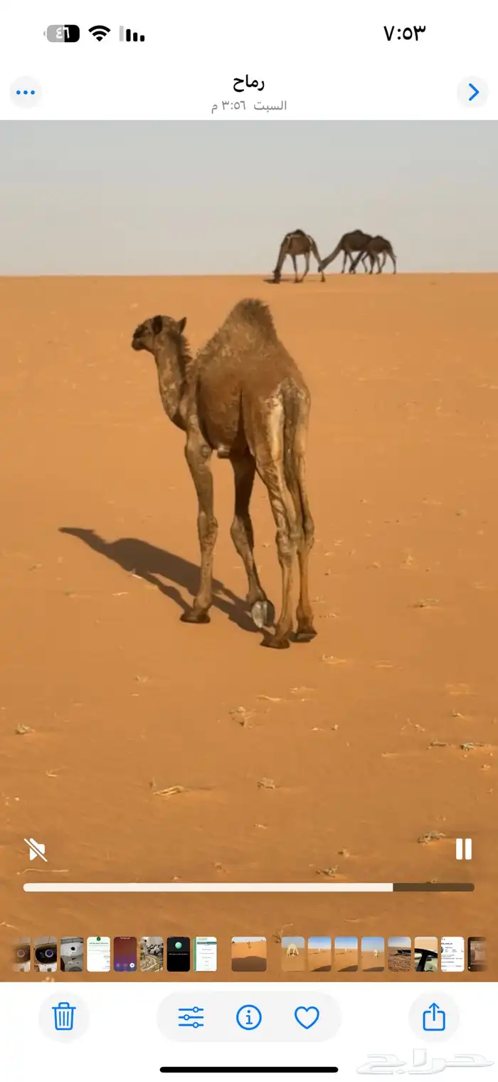 قعود لباني 0