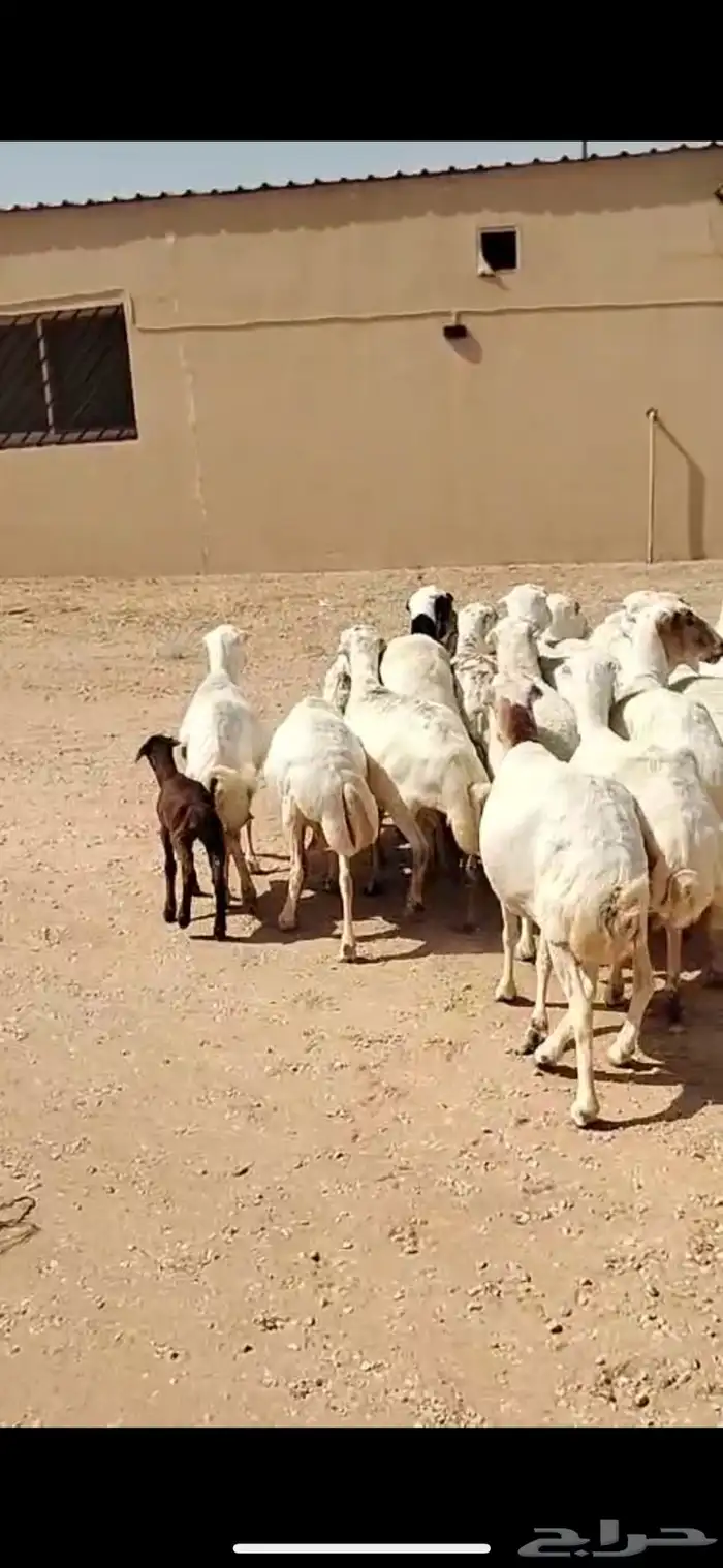 برابر جذعان رخال رفيد رخال مراح واحد 8