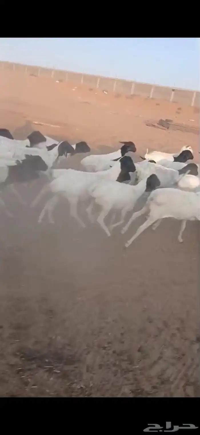 برابر جذعان رخال رفيد رخال مراح واحد 1