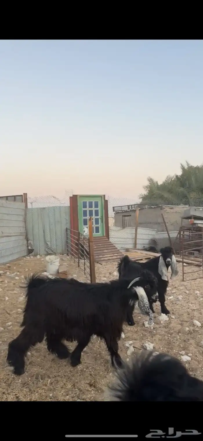 ثلاث تيوس مشاريع فحول 2