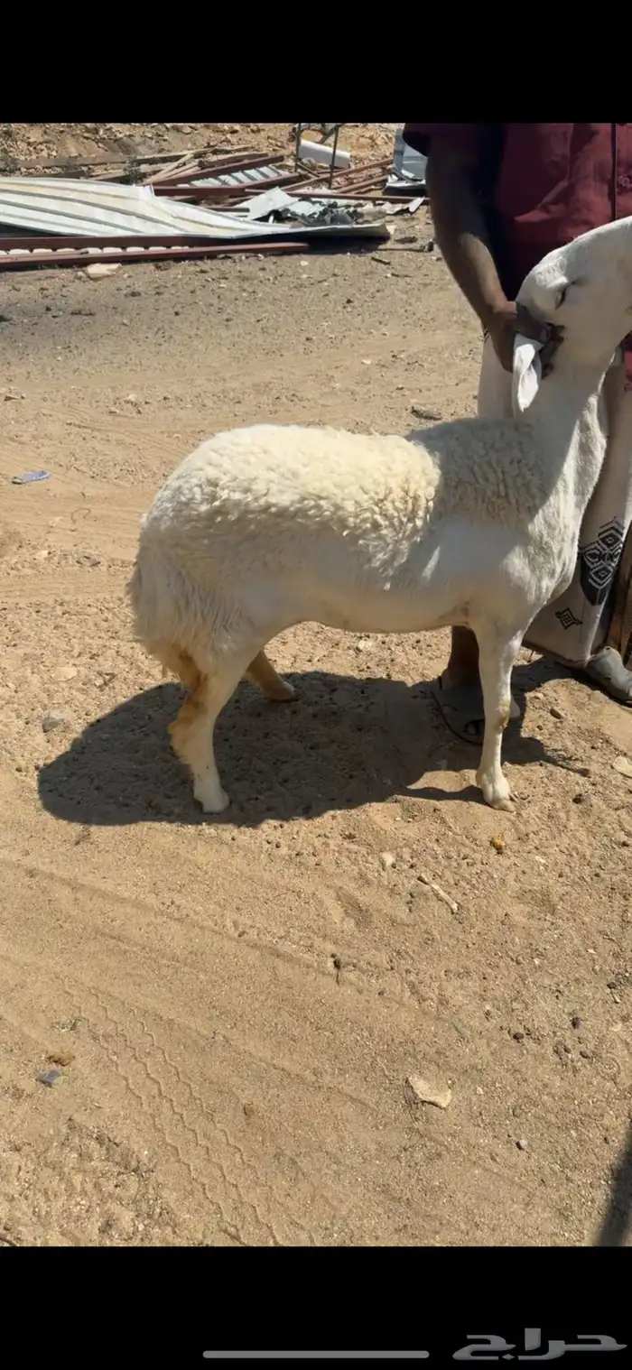 رخله جذعه صنف   تم البيع 5
