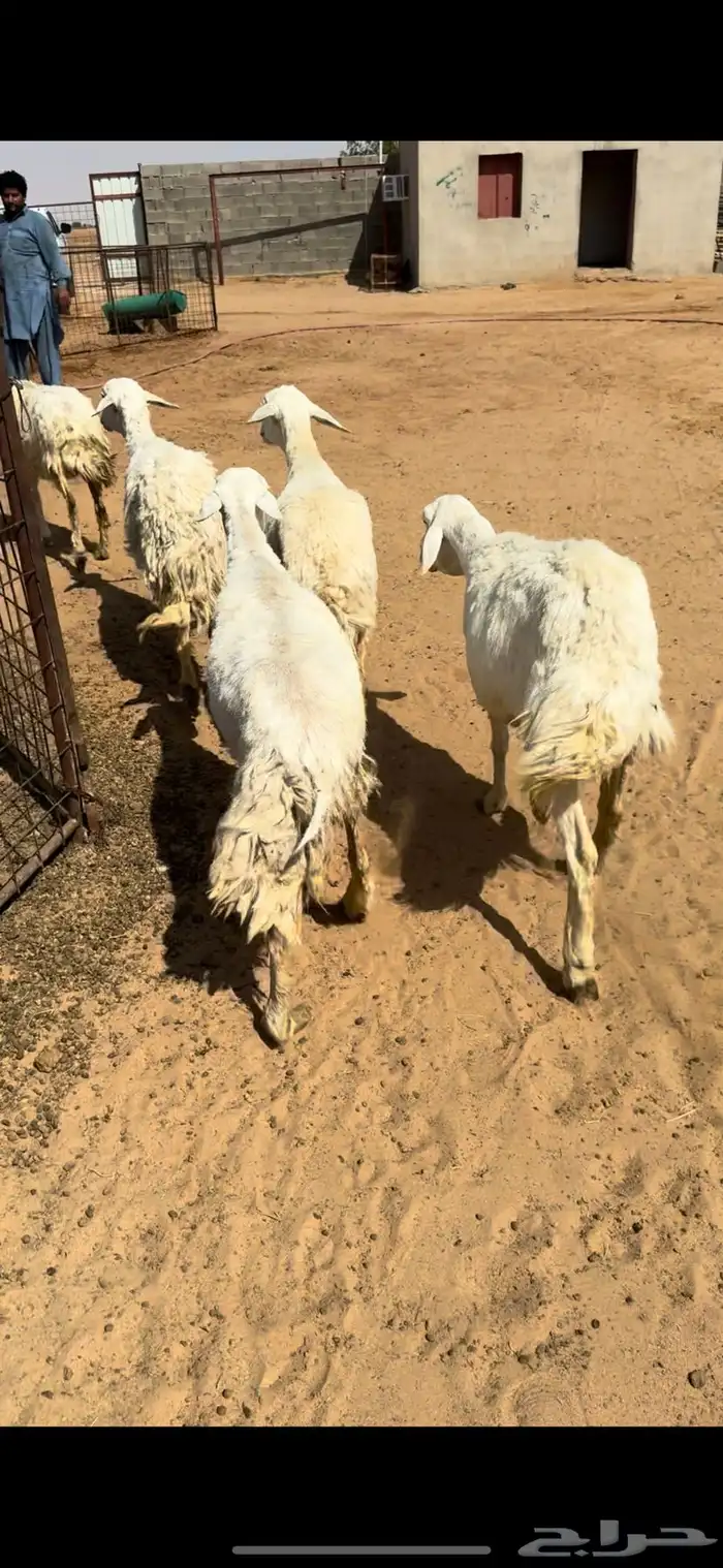 للبيع شياه حريه 1