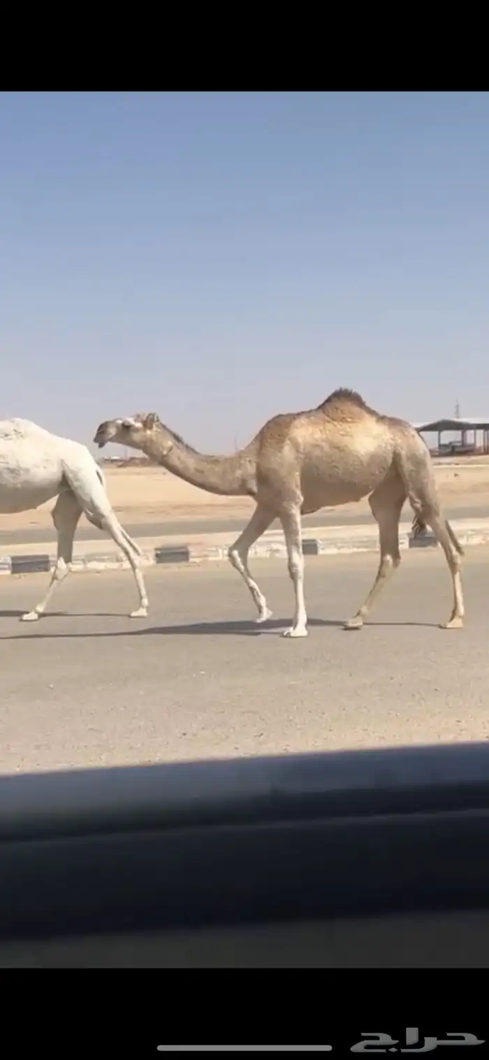 بكار شقح تم البيع 0