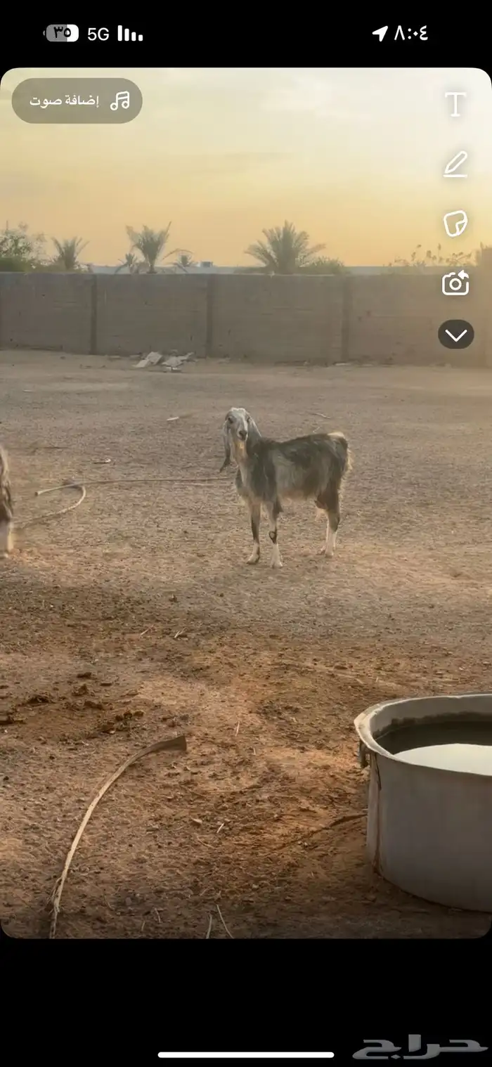 عنز البيع شرط 1