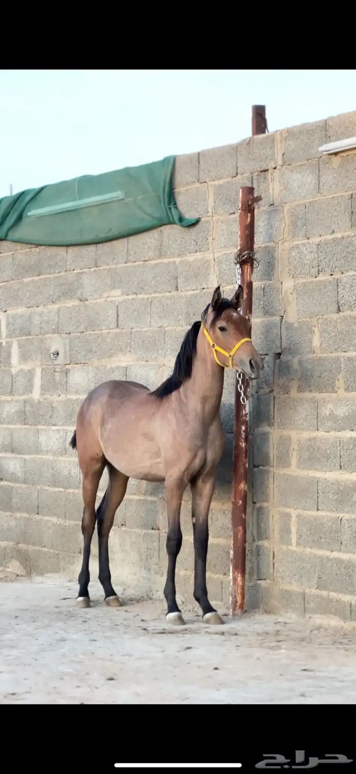 مهره شعبيه فاخره 0