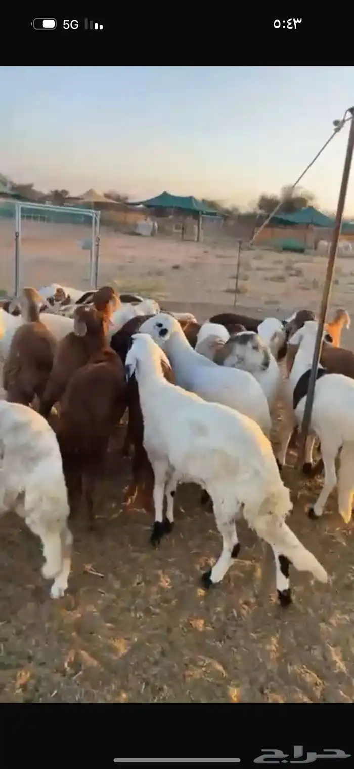 سواكن حمري وابيض مرباه نضيفه 0