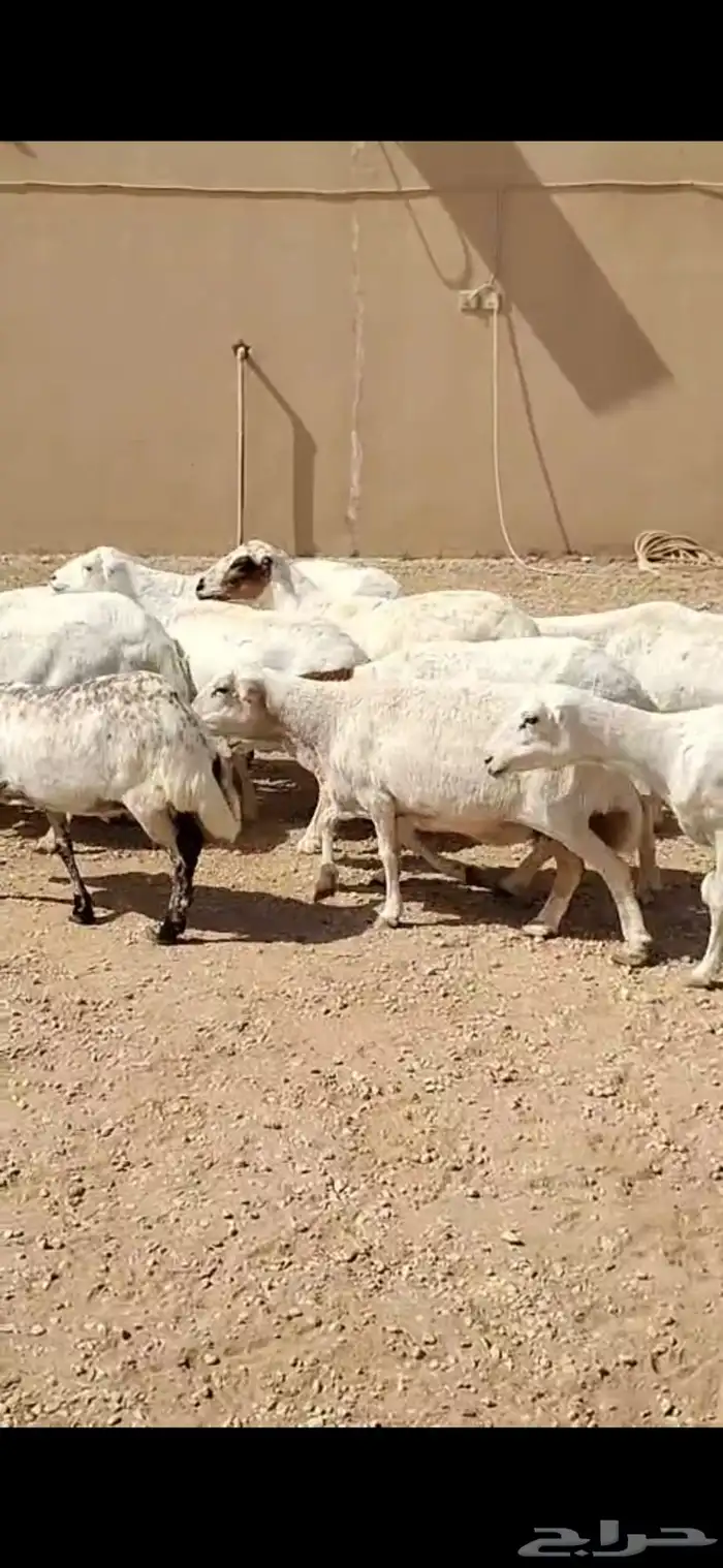 برابر جذعان رخال رفيد رخال مراح واحد 6