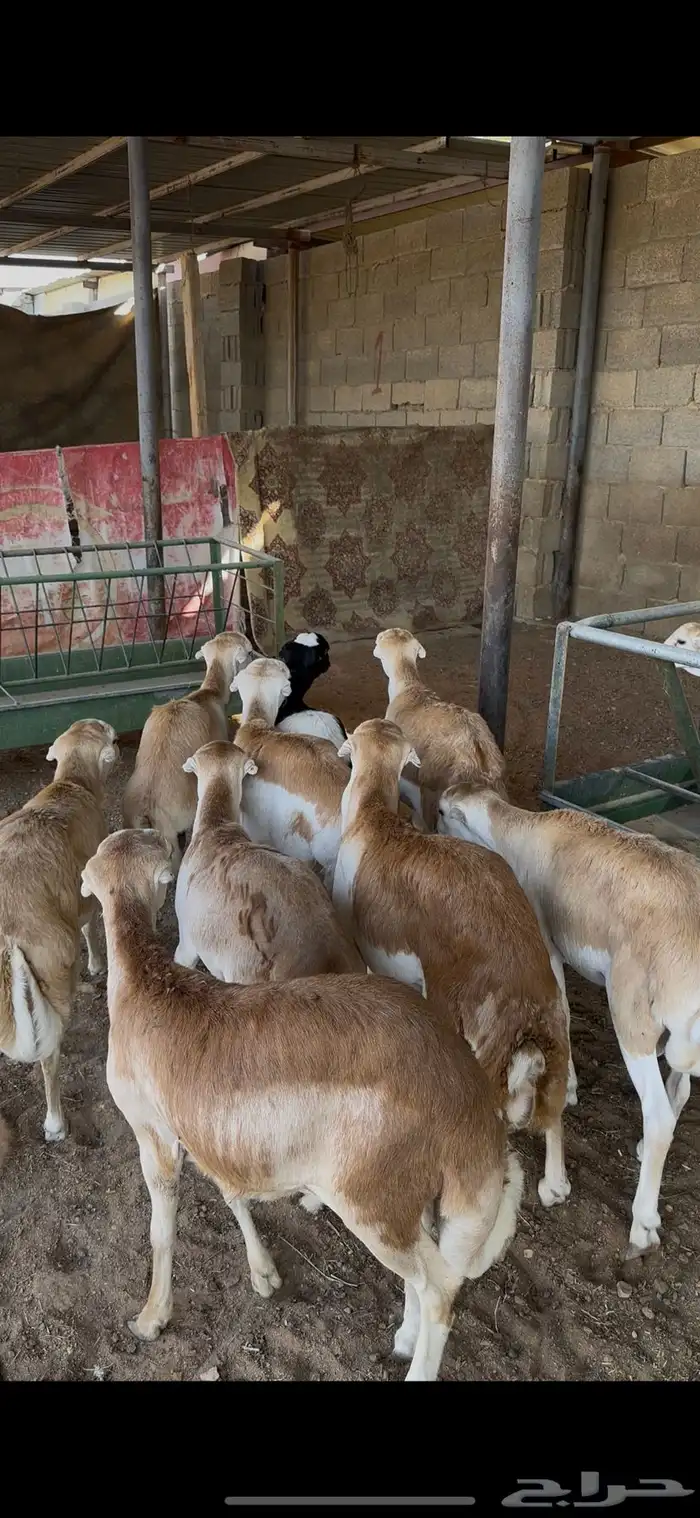ذبايح رفيدي جذعان الخرج 4