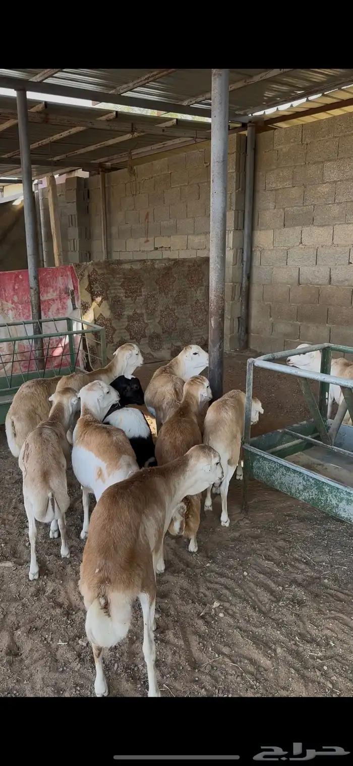 ذبايح رفيدي جذعان الخرج 2