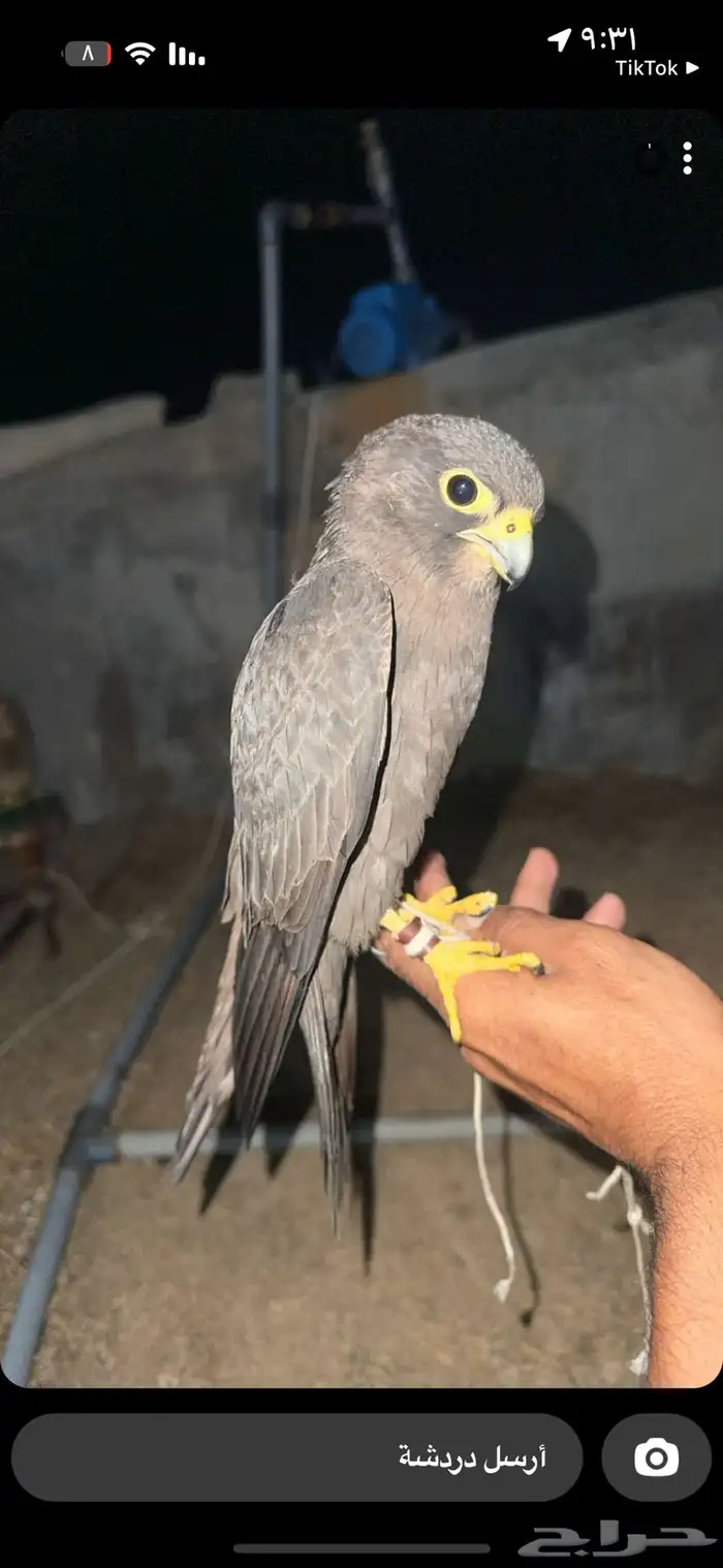 مطلوووب بكه سودا ولا جليميه 0