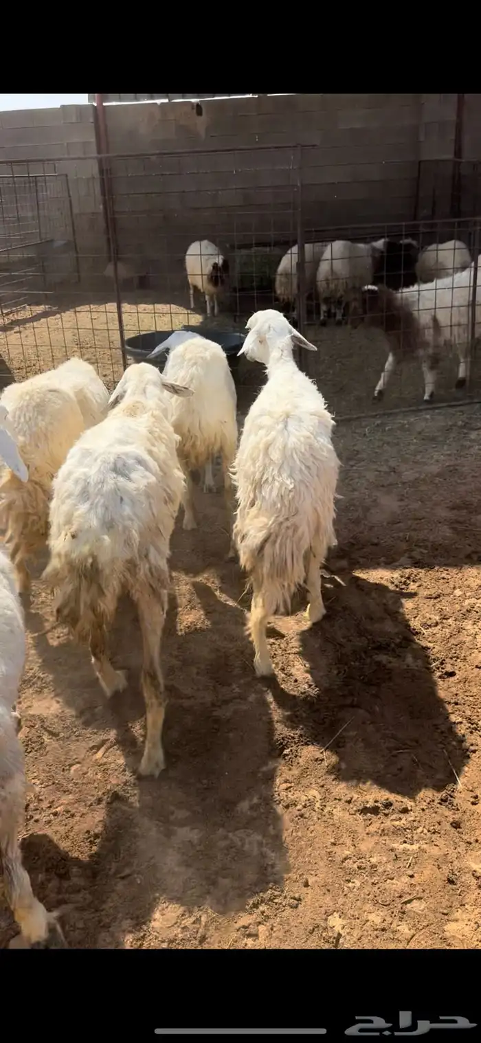 للبيع شياه حريه 3