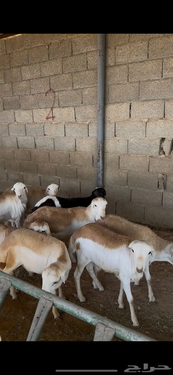 ذبايح رفيدي جذعان الخرج 0