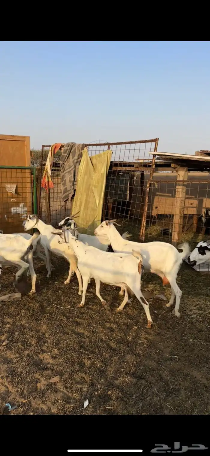 معزا بيشيات طيبة 3