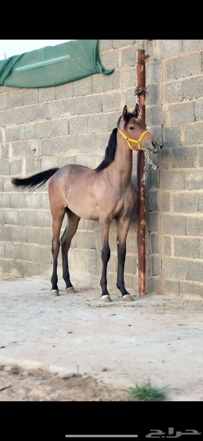 مهره شعبيه فاخره 1
