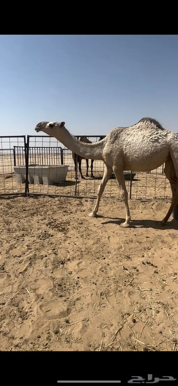 بكار شقح تم البيع 1