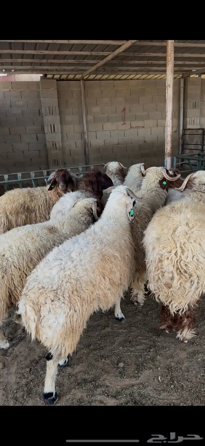 ذبايح نعيم جبر الخرج 3