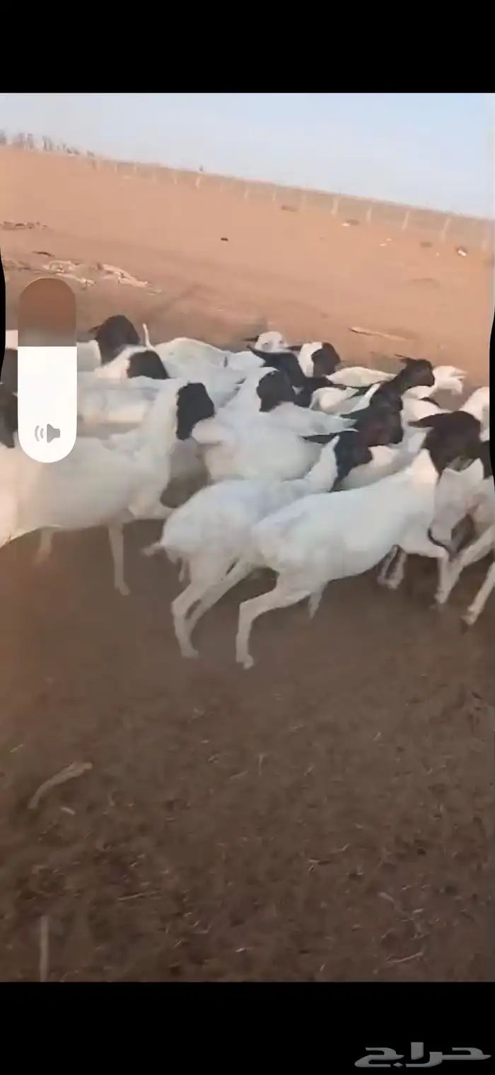 برابر جذعان رخال رفيد رخال مراح واحد 2