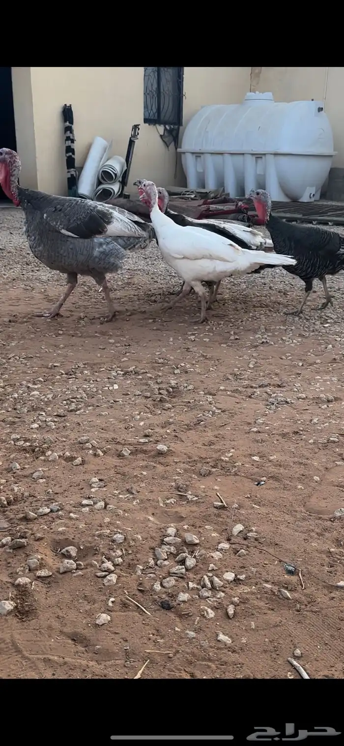 دجاج رومي 0