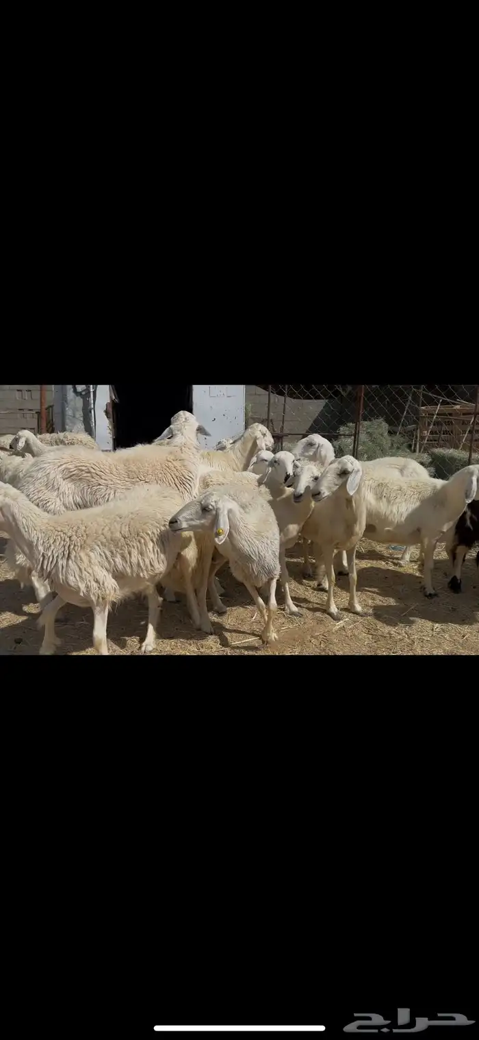 ضان صفر اباكير. عددها 40 دفيع 1