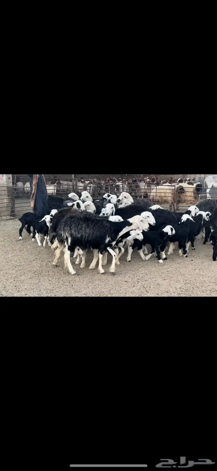 غنم نجد متابيع . 1