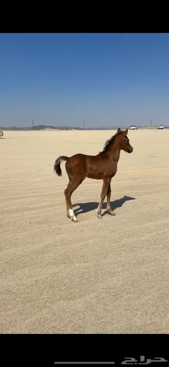 خيل 2