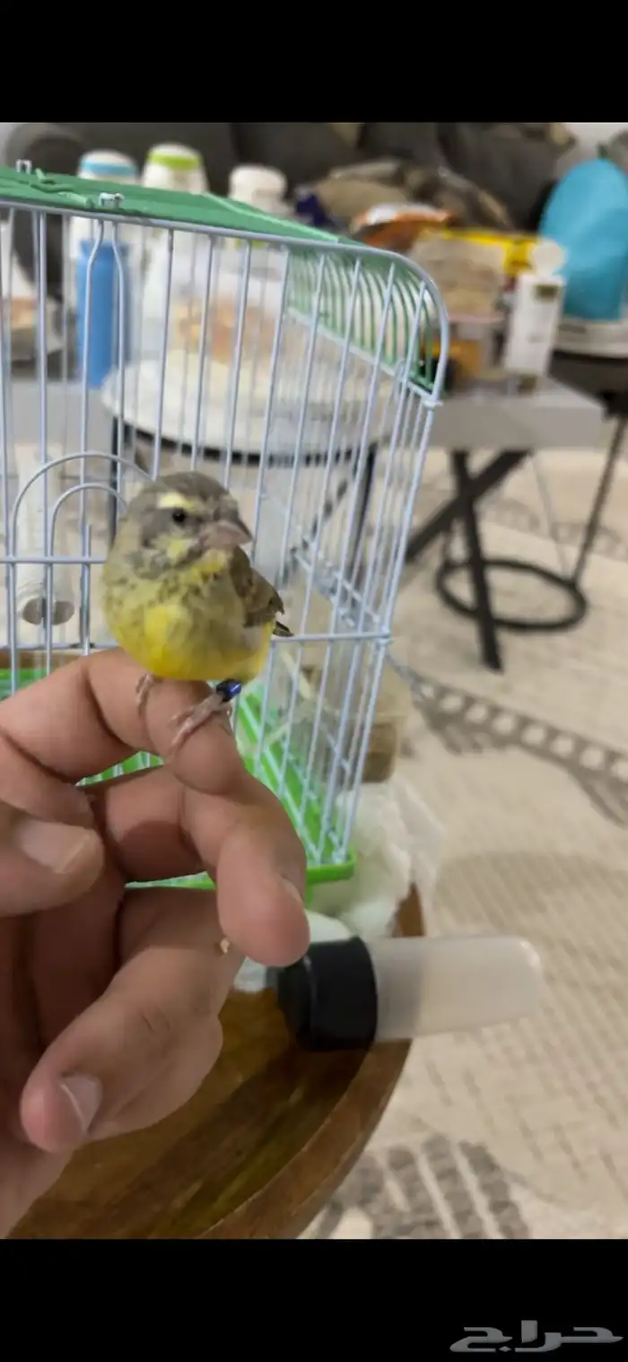 ياسمين اليف 0