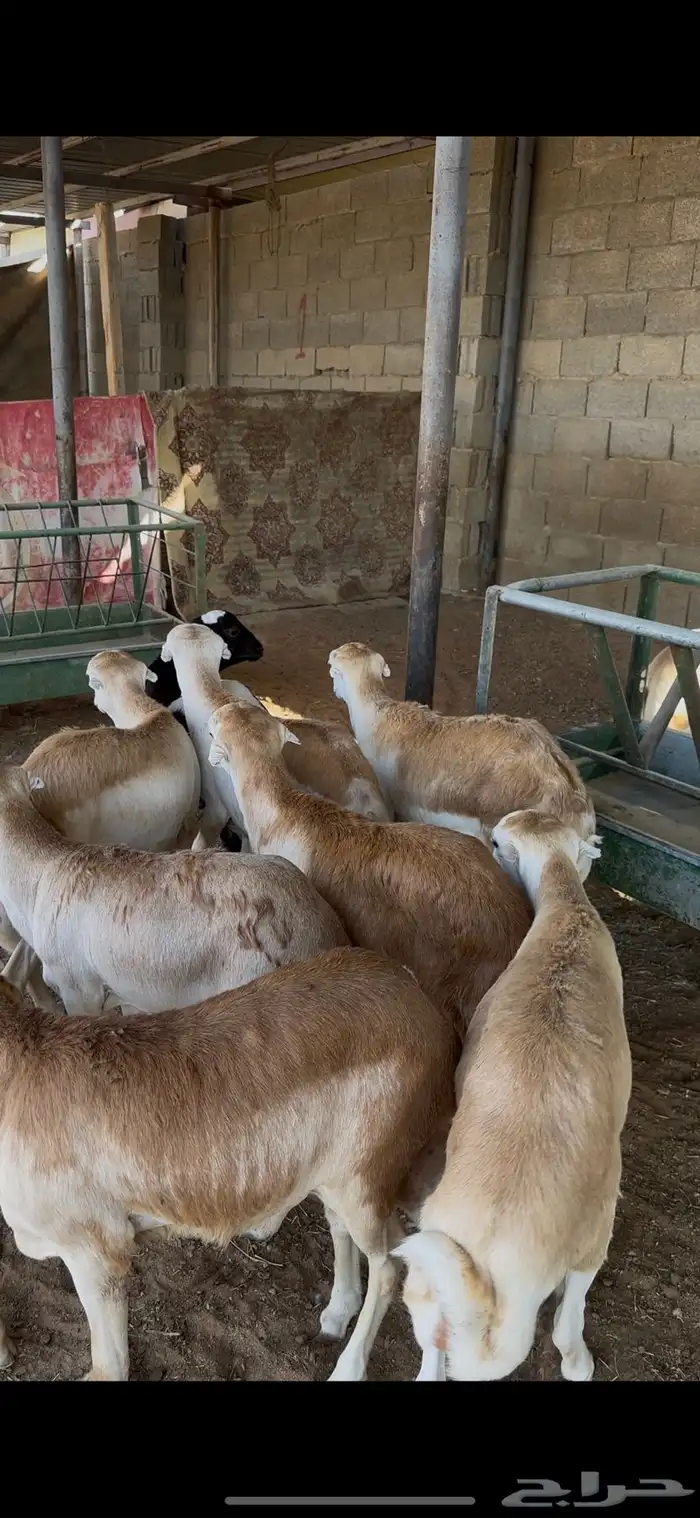 ذبايح رفيدي جذعان الخرج 3