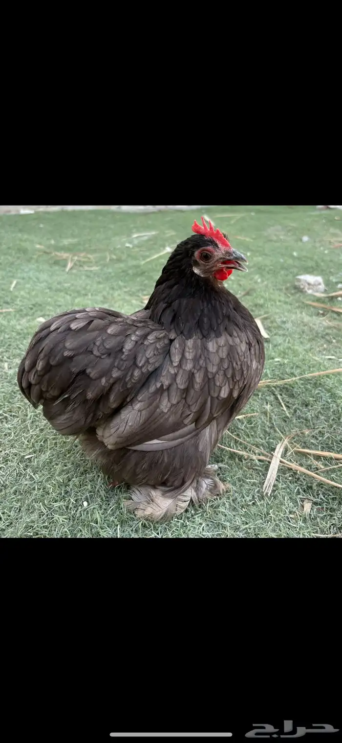للبيع دجاج كوشن 1