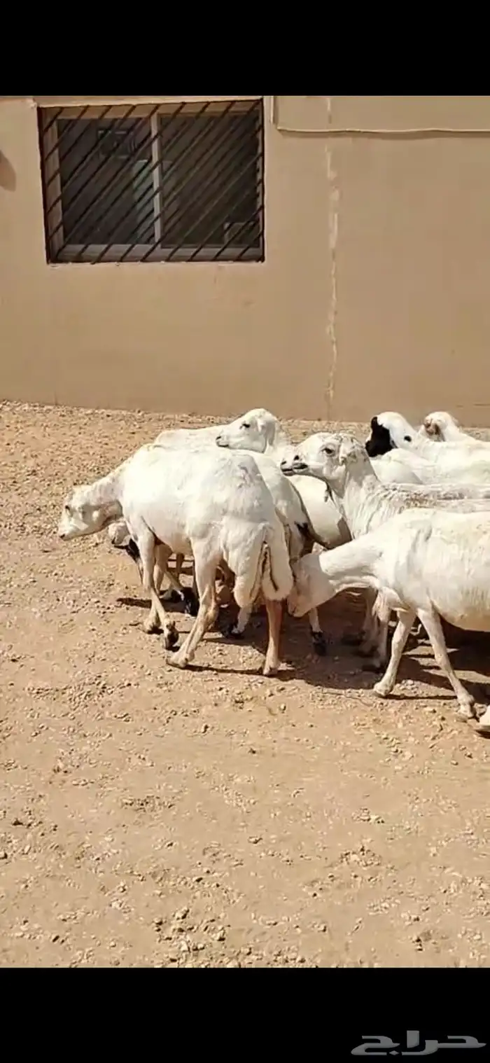 برابر جذعان رخال رفيد رخال مراح واحد 4