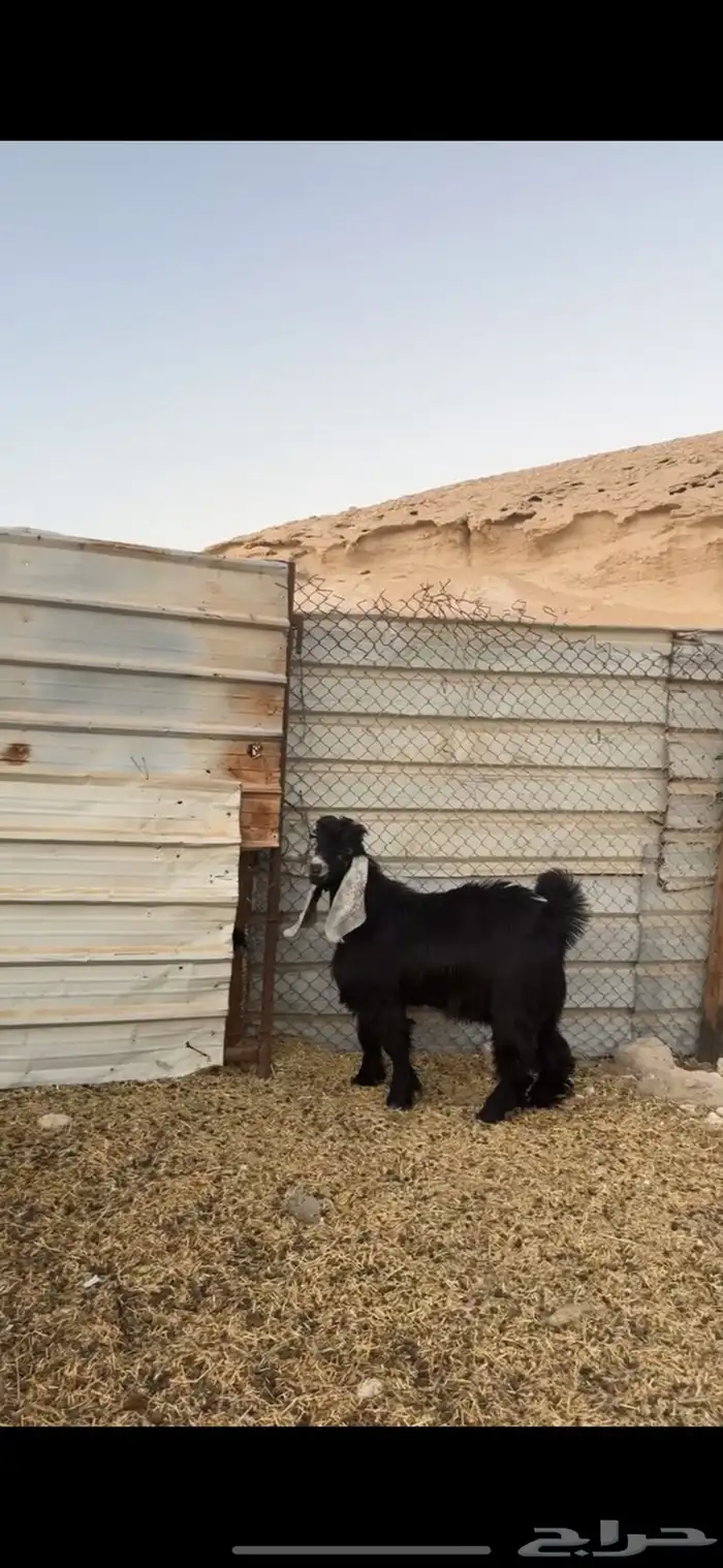 ثلاث تيوس مشاريع فحول 1