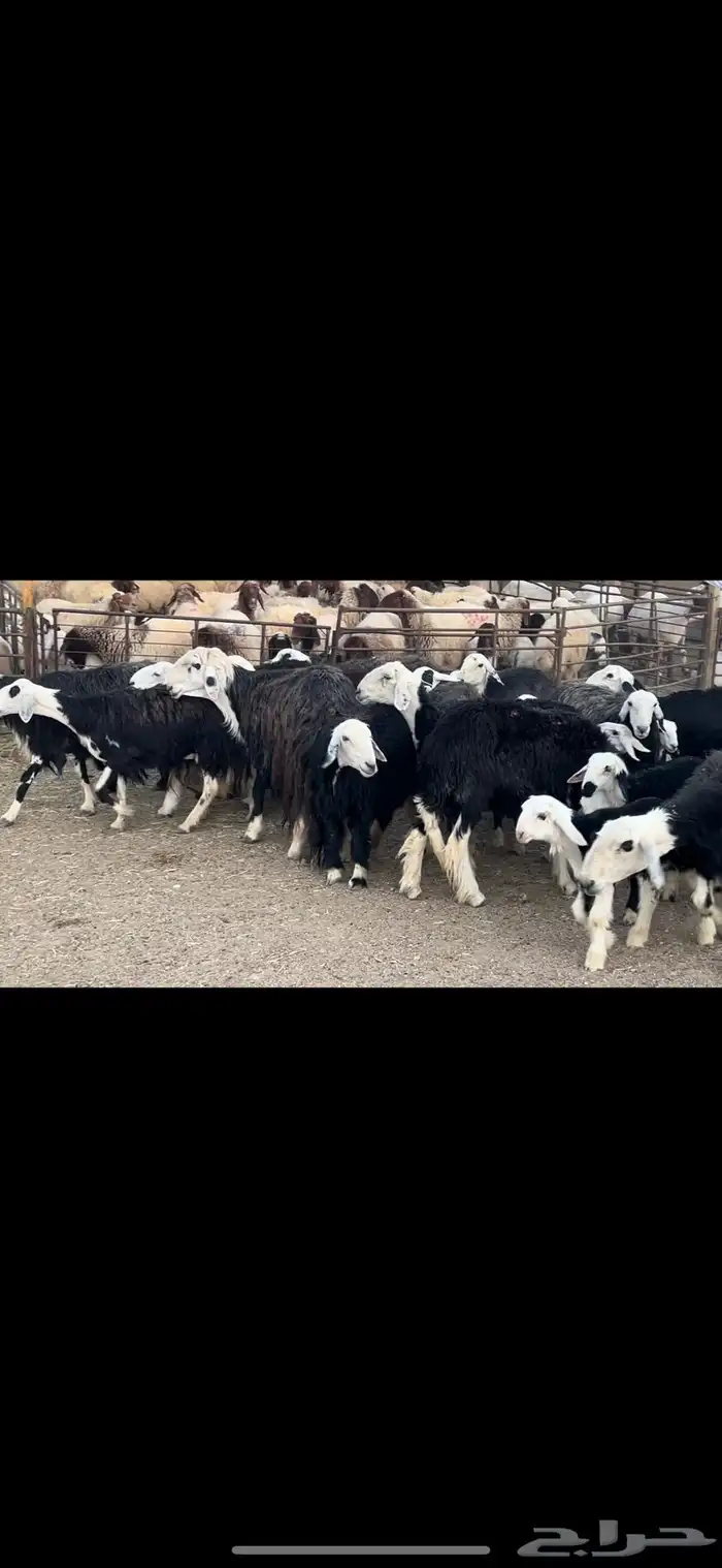 غنم نجد متابيع . 6