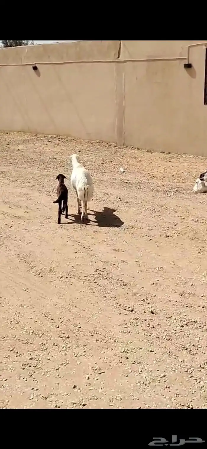 برابر جذعان رخال رفيد رخال مراح واحد 5