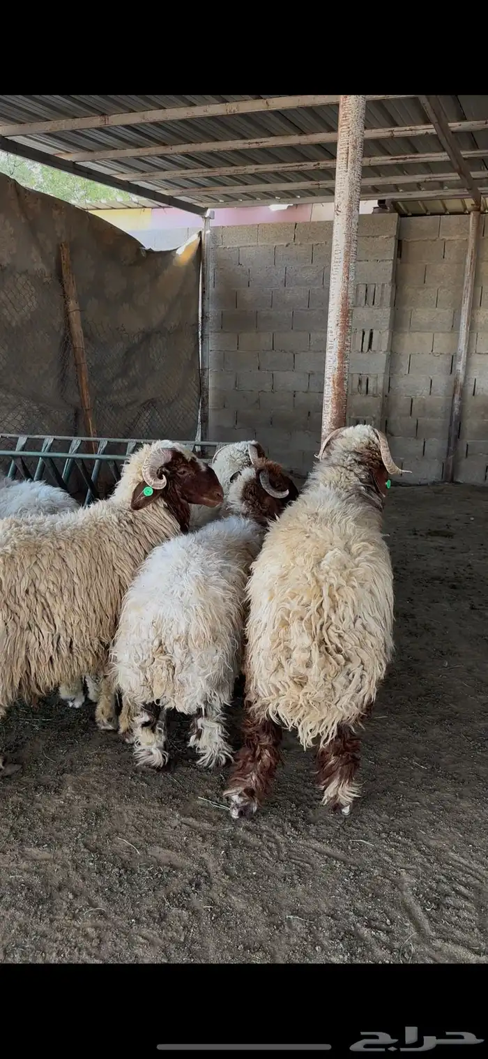 ذبايح نعيم جبر الخرج 4