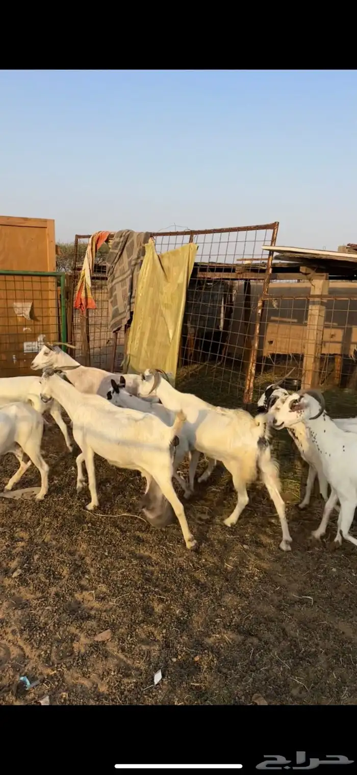 معزا بيشيات طيبة 1